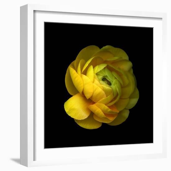 Ranunculus Close-Up-Magda Indigo-Framed Photographic Print