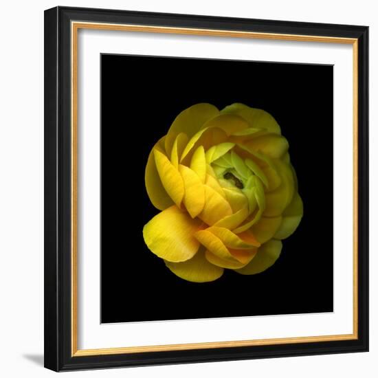 Ranunculus Close-Up-Magda Indigo-Framed Photographic Print