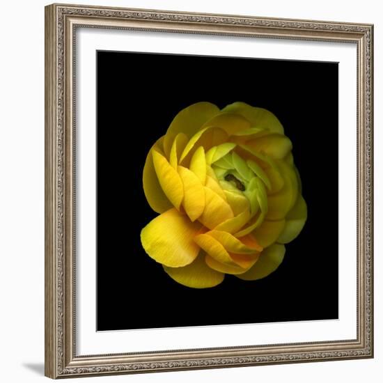 Ranunculus Close-Up-Magda Indigo-Framed Photographic Print