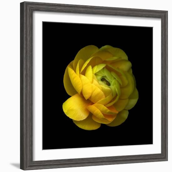 Ranunculus Close-Up-Magda Indigo-Framed Photographic Print