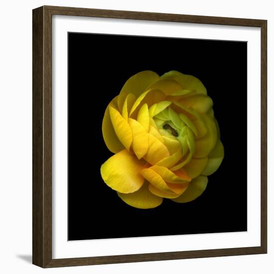 Ranunculus Close-Up-Magda Indigo-Framed Photographic Print