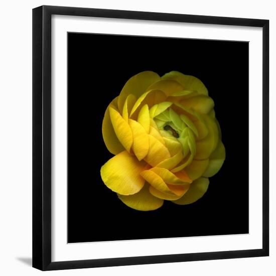 Ranunculus Close-Up-Magda Indigo-Framed Photographic Print