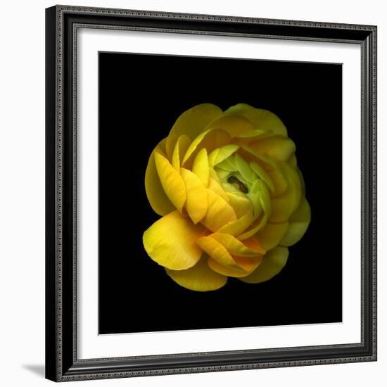 Ranunculus Close-Up-Magda Indigo-Framed Photographic Print