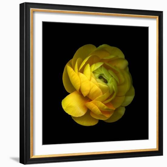 Ranunculus Close-Up-Magda Indigo-Framed Photographic Print