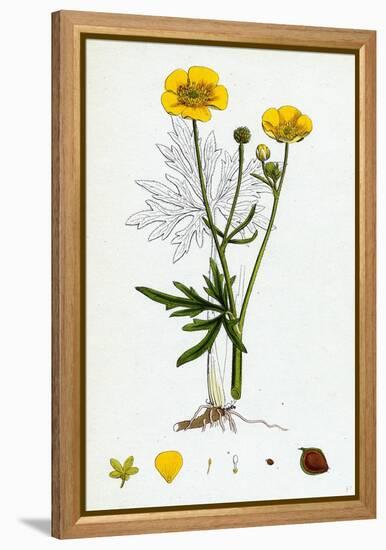 Ranunculus Eu-Acris Upright Meadow Crowfoot-null-Framed Premier Image Canvas
