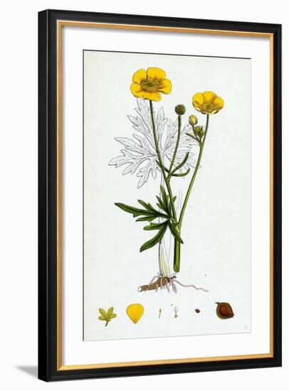 Ranunculus Eu-Acris Upright Meadow Crowfoot-null-Framed Giclee Print