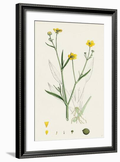 Ranunculus Eu-Flammula Lesser Spearwort-null-Framed Giclee Print