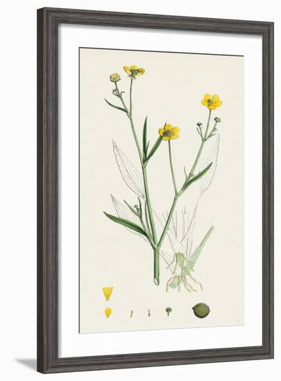 Ranunculus Eu-Flammula Lesser Spearwort-null-Framed Giclee Print