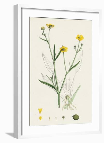 Ranunculus Eu-Flammula Lesser Spearwort-null-Framed Giclee Print