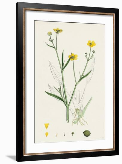 Ranunculus Eu-Flammula Lesser Spearwort-null-Framed Giclee Print