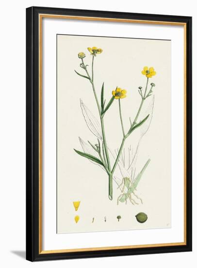 Ranunculus Eu-Flammula Lesser Spearwort-null-Framed Giclee Print