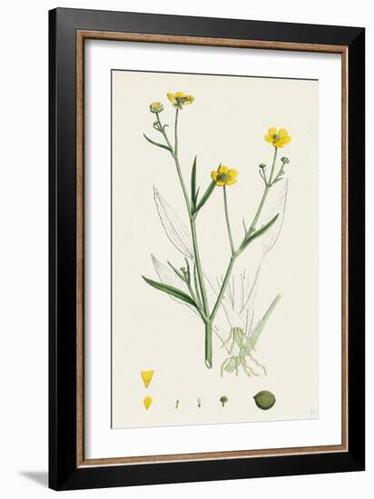 Ranunculus Eu-Flammula Lesser Spearwort-null-Framed Giclee Print