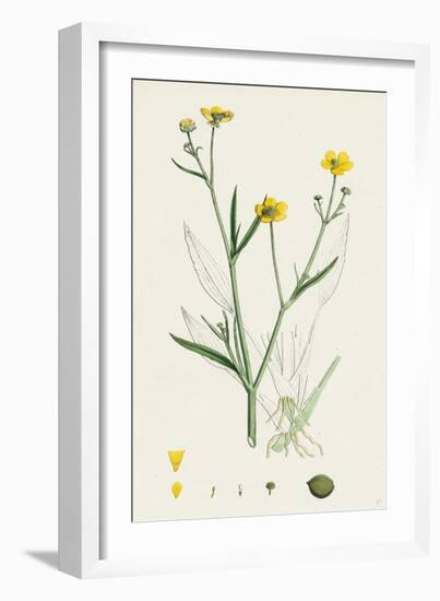 Ranunculus Eu-Flammula Lesser Spearwort-null-Framed Giclee Print