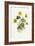 Ranunculus Ficaria-F Edward Hulme-Framed Art Print