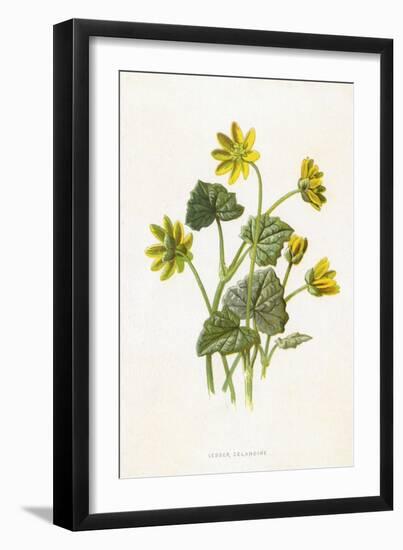 Ranunculus Ficaria-F Edward Hulme-Framed Art Print