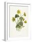 Ranunculus Ficaria-F Edward Hulme-Framed Art Print