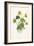 Ranunculus Ficaria-F Edward Hulme-Framed Art Print