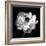 Ranunculus Floral - Noir-Assaf Frank-Framed Giclee Print