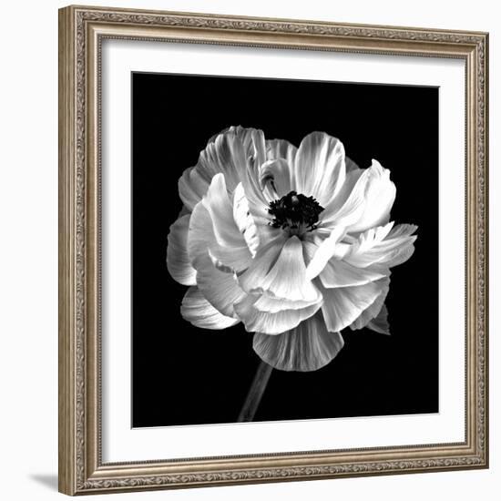 Ranunculus Floral - Noir-Assaf Frank-Framed Giclee Print