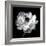 Ranunculus Floral - Noir-Assaf Frank-Framed Giclee Print