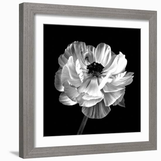 Ranunculus Floral - Noir-Assaf Frank-Framed Giclee Print