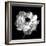 Ranunculus Floral - Noir-Assaf Frank-Framed Giclee Print