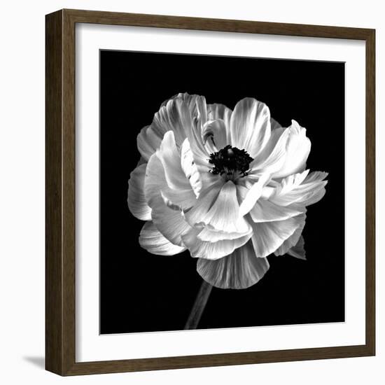 Ranunculus Floral - Noir-Assaf Frank-Framed Giclee Print