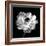 Ranunculus Floral - Noir-Assaf Frank-Framed Giclee Print