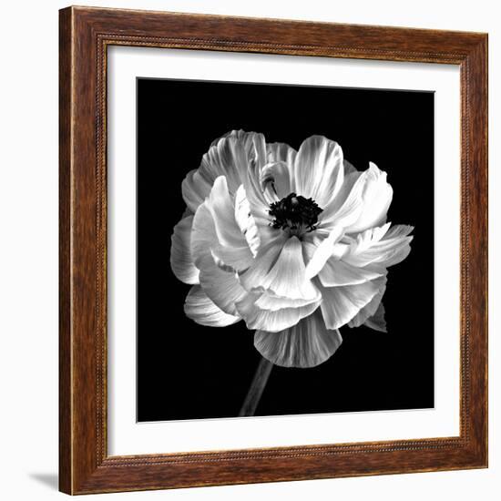 Ranunculus Floral - Noir-Assaf Frank-Framed Giclee Print