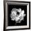 Ranunculus Floral - Noir-Assaf Frank-Framed Giclee Print