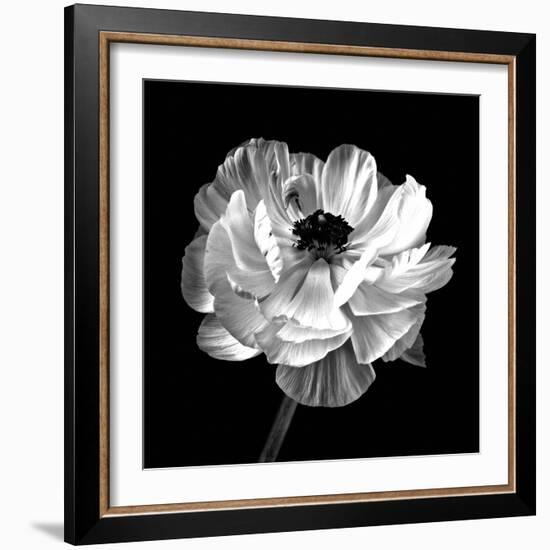 Ranunculus Floral - Noir-Assaf Frank-Framed Giclee Print