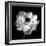 Ranunculus Floral - Noir-Assaf Frank-Framed Giclee Print