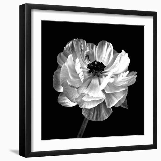 Ranunculus Floral - Noir-Assaf Frank-Framed Giclee Print