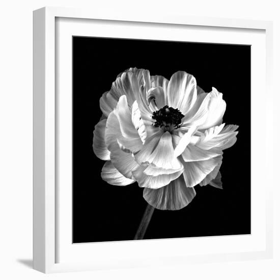 Ranunculus Floral - Noir-Assaf Frank-Framed Giclee Print