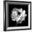 Ranunculus Floral - Noir-Assaf Frank-Framed Giclee Print