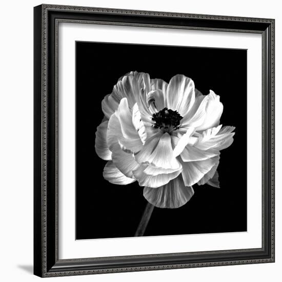 Ranunculus Floral - Noir-Assaf Frank-Framed Giclee Print