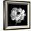 Ranunculus Floral - Noir-Assaf Frank-Framed Giclee Print