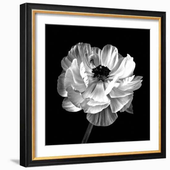 Ranunculus Floral - Noir-Assaf Frank-Framed Giclee Print