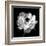 Ranunculus Floral - Noir-Assaf Frank-Framed Giclee Print