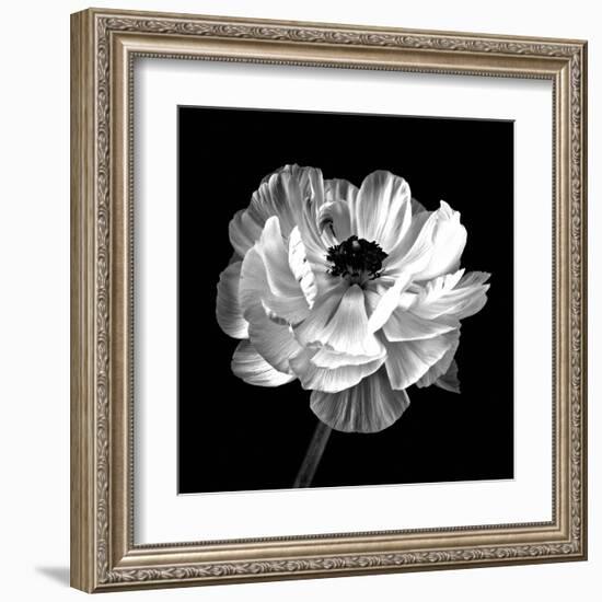 Ranunculus Floral - Noir-Assaf Frank-Framed Giclee Print