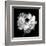 Ranunculus Floral - Noir-Assaf Frank-Framed Giclee Print