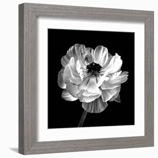 Ranunculus Floral - Noir-Assaf Frank-Framed Giclee Print