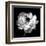 Ranunculus Floral - Noir-Assaf Frank-Framed Giclee Print