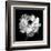 Ranunculus Floral - Noir-Assaf Frank-Framed Giclee Print