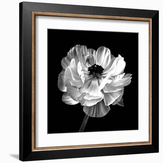 Ranunculus Floral - Noir-Assaf Frank-Framed Giclee Print