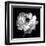 Ranunculus Floral - Noir-Assaf Frank-Framed Giclee Print