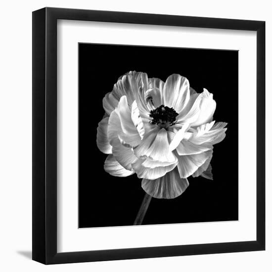 Ranunculus Floral - Noir-Assaf Frank-Framed Giclee Print