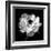 Ranunculus Floral - Noir-Assaf Frank-Framed Giclee Print