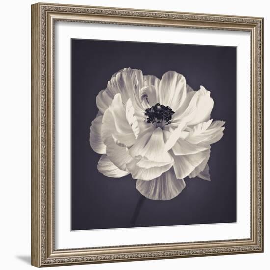 Ranunculus Floral-Assaf Frank-Framed Giclee Print