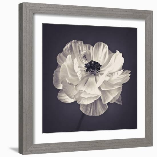 Ranunculus Floral-Assaf Frank-Framed Giclee Print